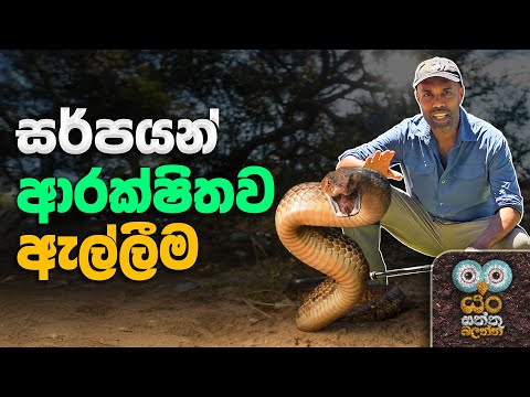 සර්පයින් ආරක්ෂිතව ඇල්ලීම | Dr. Ru Somaweera | #යංසත්තුබලන්න #rugoeswild