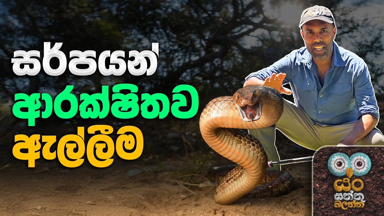 සර්පයින් ආරක්ෂිතව ඇල්ලීම | Dr. Ru Somaweera | #යංසත්තුබලන්න #rugoeswild