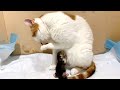 10 minutes after birth.  Mother cat does not seem to notice the newborn kitten