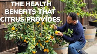 CITRUS ARE A POLYPHENOL POWERHOUSE