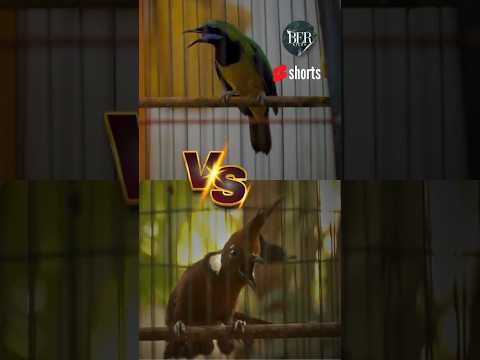 CUCAK CUNGKOK GACOR FULL TEMBAKAN NILAI TERTINGGI DI ARENA LOMBA