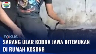 Sarang Ular Kobra Jawa Ditemukan di Rumah Kosong Madiun, Dua Indukan dan Telurnya Diamankan | Fokus