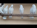 Бойные голуби, в гостях у  Сартичалинский Тамаз. 10.01.2020 Грузия, Тбилиси. Roller pigeons