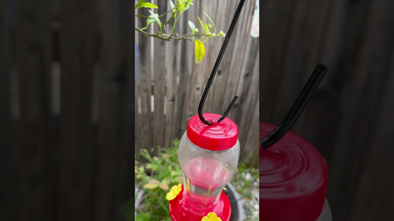 Rid of ANTS from Hummingbird Feeder | EASIEST WAY