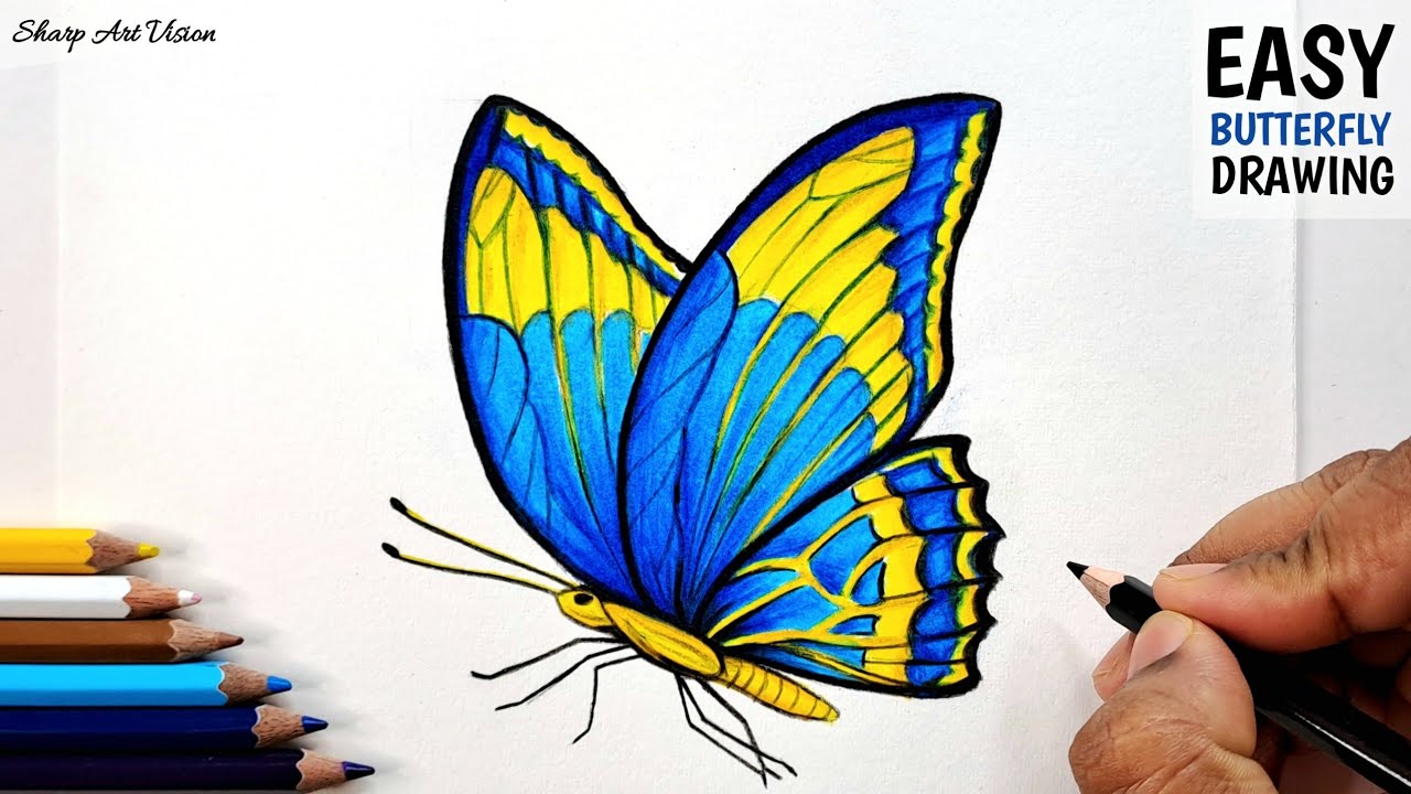 Pencil Colour Drawing - Of Butterfly for Beginners / How to draw a ...