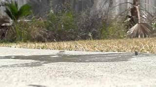 Slow Motion Egg Breaking