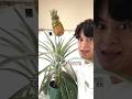 パイナップルを無限に増やす🙄🍍 #子育て #再生栽培 #家庭菜園