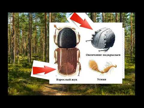 Короед Типограф.