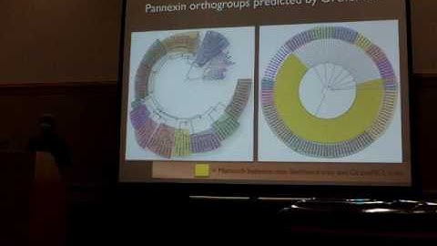 Bond: Using recursive dynamic Markov clustering (RD-MCL)
