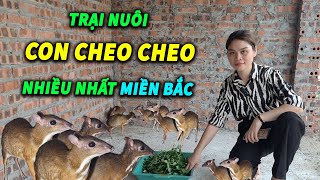 Trại Nuôi Cheo Cheo Lớn Nhất Miền Bắc | Con Cheo Cheo Giống Miền Bắc