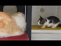 What Does a Rescued Kitten Do To Get Along With a Big Cat? │ Episode.167