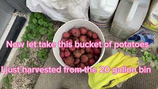 How much potatoes I got!?! Long life strawberries plants 🍓 @Nga Tran Canada. Bao nhiêu khoai tây .? by Nga Tran Canada 70 views 8 months ago 4 minutes, 47 seconds