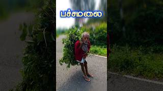 பச்சமலை சொர்க்கம் 🥰♥️ #shorts #poorvakudi #poorvakudiwithedi