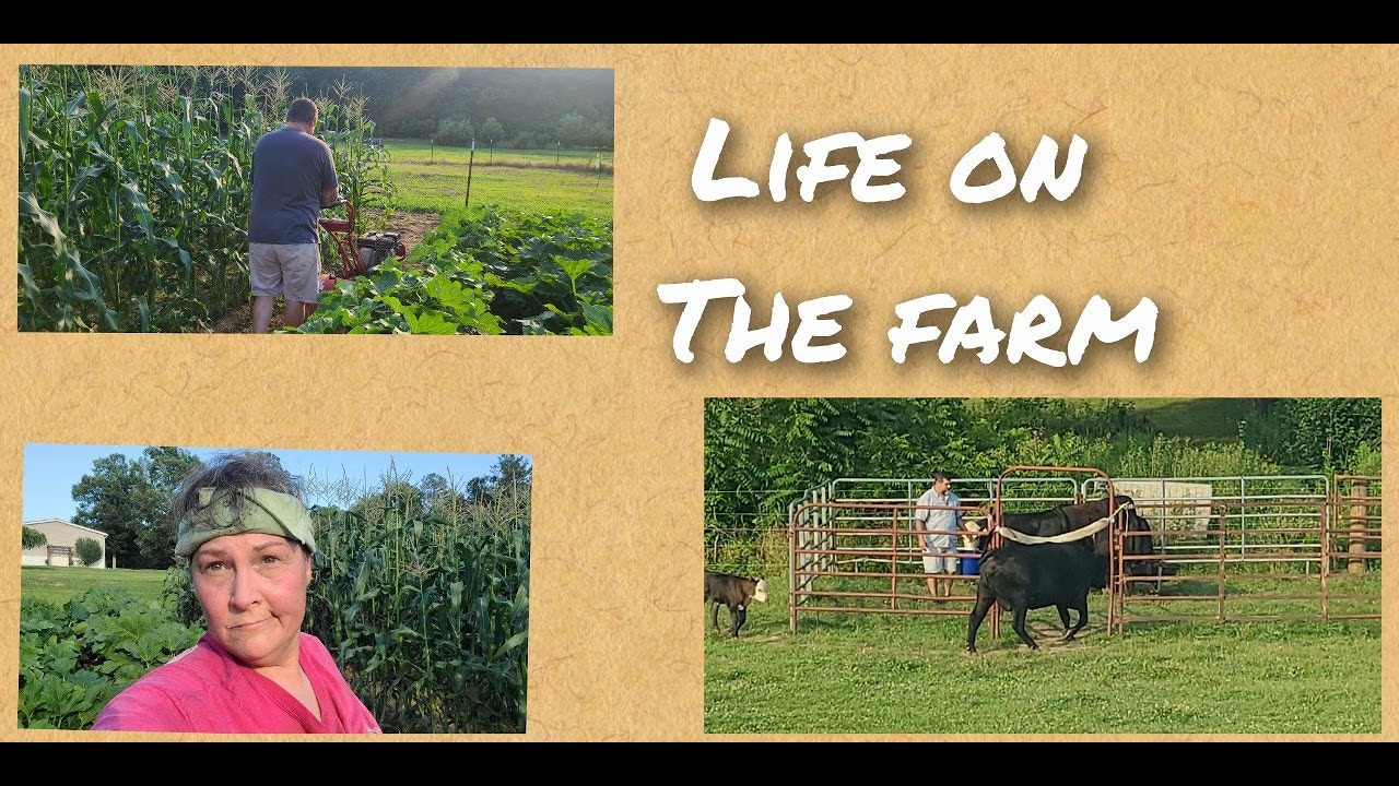 Life On The Farm - YouTube