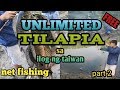 Unlimited tilapia sa ilog ng taiwan part 2. Sobrang daling hulihin gamit ang lambat.