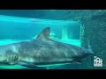 Top 10 BEST Water Slides at Atlantis Bahamas Aquaventure Water Park Mp3 Song