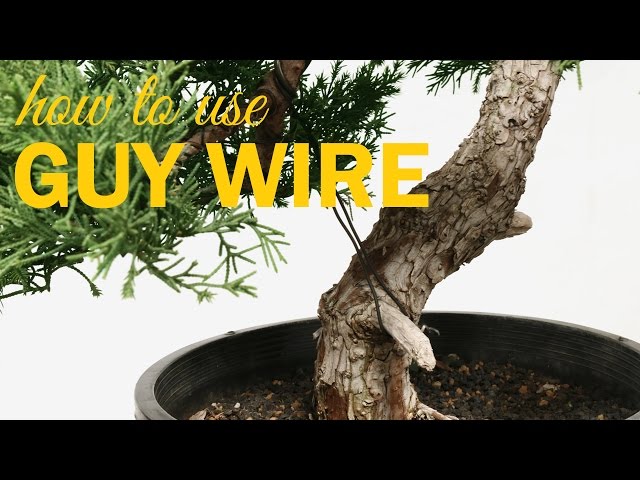 Bonsai Techniques: How to Use Guy Wire - YouTube