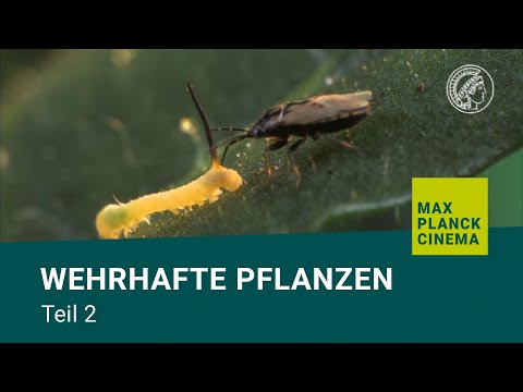 Video: Die Wohltuende Wirkung Von Pflanzen. Teil 2