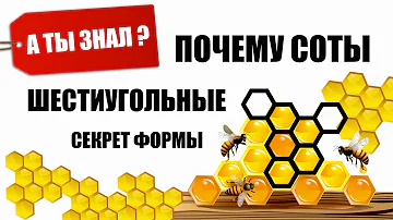 Почему Пчелы строят Именно ШЕСТИУГОЛЬНЫЕ СОТЫ