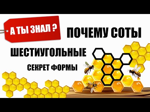 Видео: Почему улей имеет форму шестиугольника?