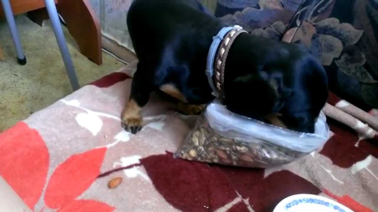 Море таксы и еда феодосия