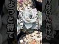 多肉を育ててると1度は体験するアレ #succulent #多肉植物 #サキュレント #エケベリア #mokimoki