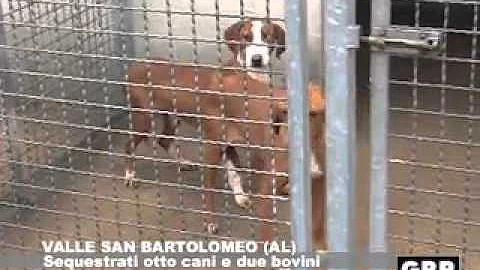 Quando si parla di maltrattamento animali?
