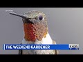 The Weekend Gardener: Hummingbirds