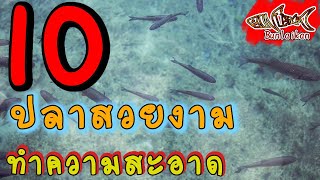 10 อันดับ ปลาสวยงามน่าเลี้ยง น้ำจืด EP.2 ปลาทำความสะอาดตู้ | ปลาสวยงาม | Bunlaikan-บรรลัยกัล