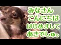 【浦島坂田船】あきたん初お目見え!!︎_さかたんに怒られて凹むあきたん_いたずらっ娘炸裂!!︎_ダックス_子犬_天使のかわいさ!!︎【切り抜き】