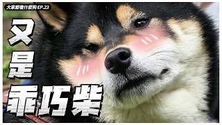 臘腸過肩摔！柴柴乖乖也不行？黃金獵犬超難養？熊爸認證米克斯走鐘！？【大家都養什麼狗】｜熊爸估狗