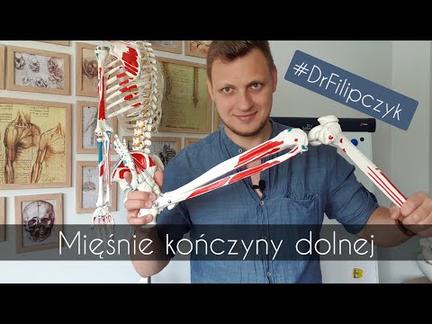 Wideo: Mięśnie Kończyn Dolnych - Budowa, Urazy