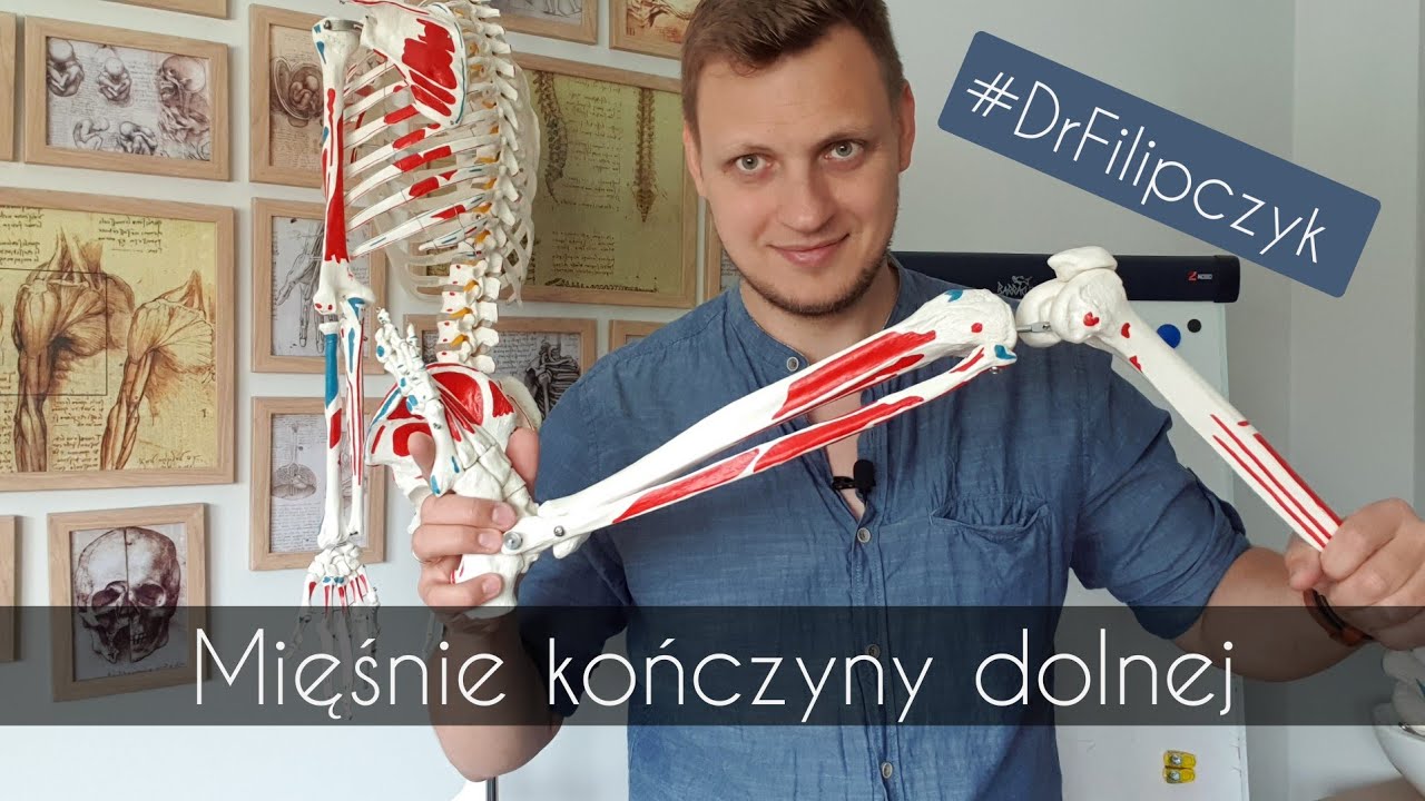 Mięśnie kończyny dolnej #DrFilipczyk