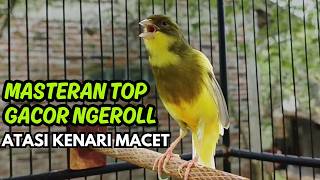 Terapi Kenari Macet Pancingan Kenari Gacor Durasi Panjang Cengkok Ngerol Nembak Bikin Emosi Naik