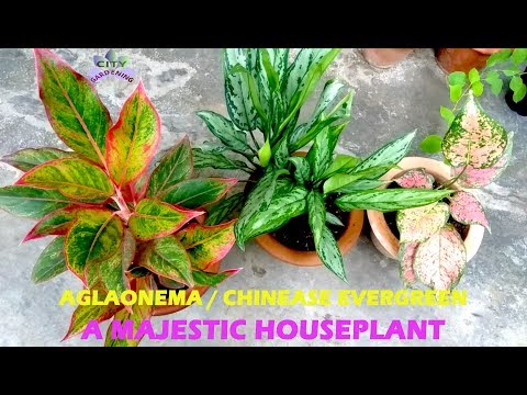 Grow and care guide for a majestic houseplant, AGLAONEMA/ CHINEASE EVERGREEN