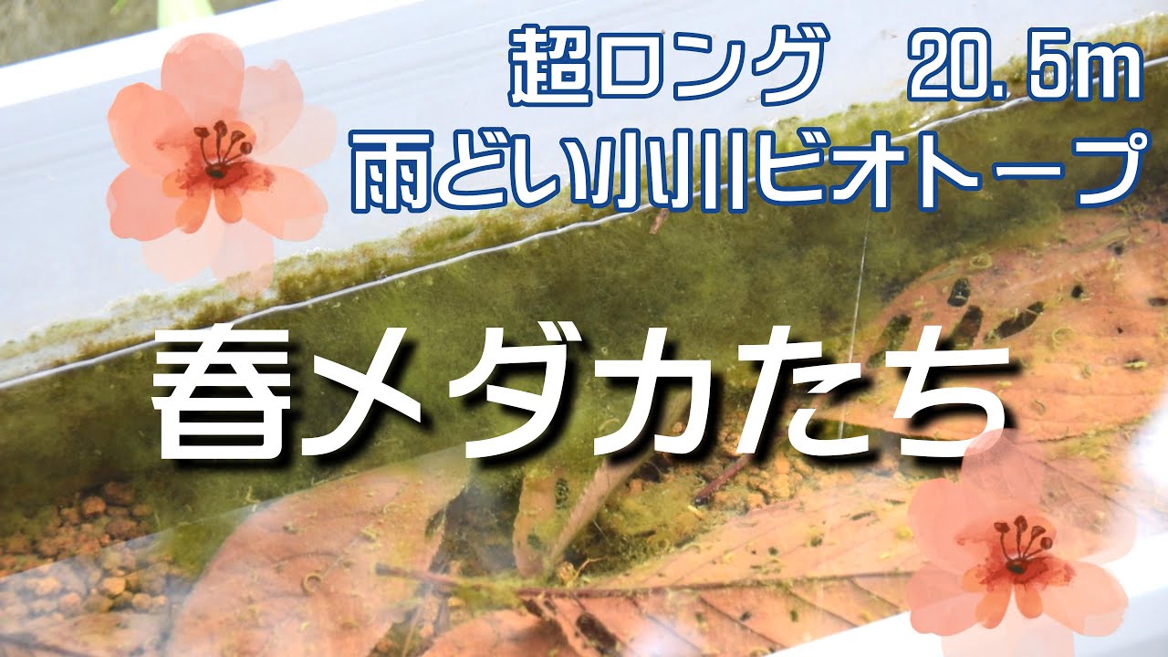 春のメダカ　超ロング雨どい小川ビオトープ⑩