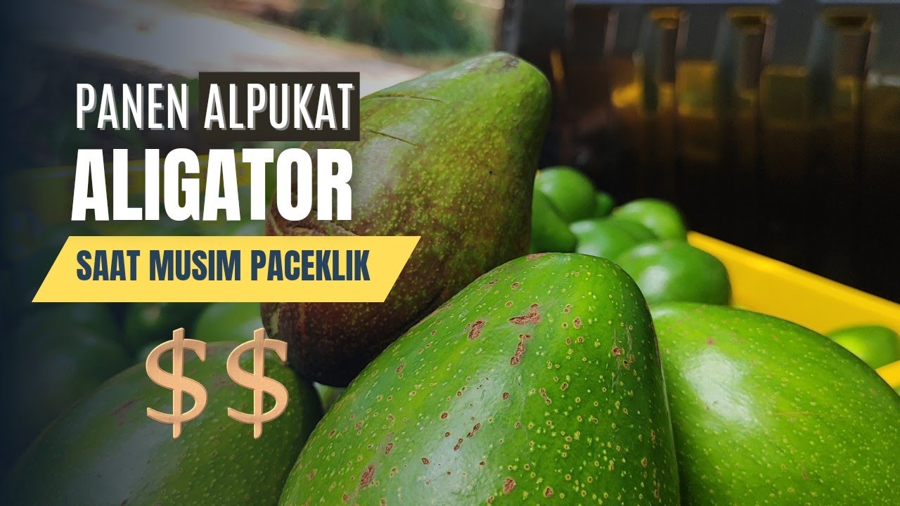 Panen Alpukat ALIGATOR Saat musim paceklik??