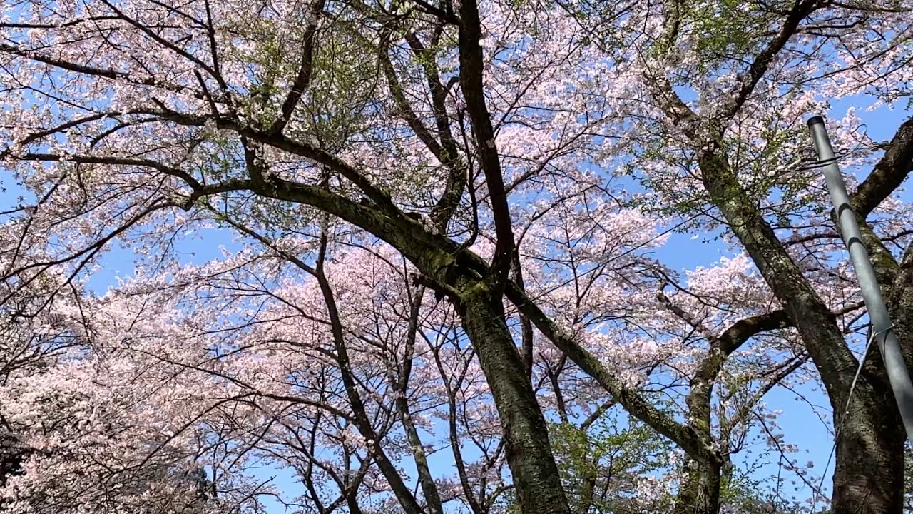 [10000ダウンロード済み√] 舞い 散る 桜 657444桜 舞い 散る 歌詞 女性