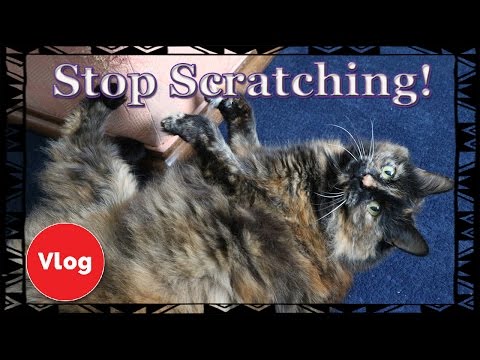 cat repellent for furniture scratching