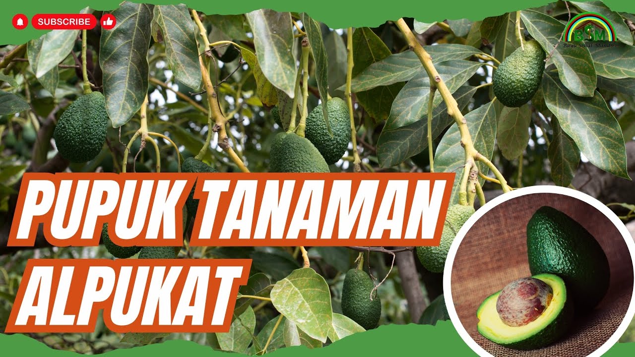 PUPUK TERBAIK UNTUK ALPUKAT