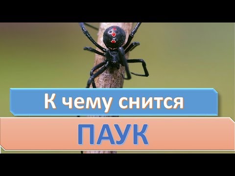 К чему снится ПАУК | СОННИК