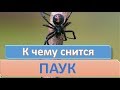 К чему снится ПАУК | СОННИК