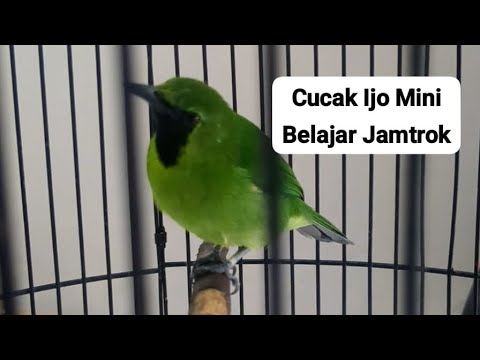 TERAPI CUCAK IJO BAHAN, biar rajin bunyi cepet nyaman
