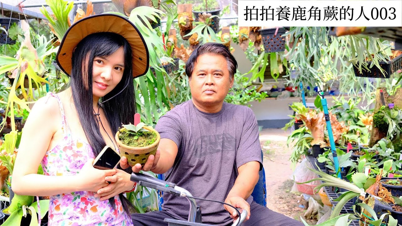 养鹿角蕨六年，现在也许是泰国清迈最大的一家苗圃了吧？拍拍养鹿角蕨的人003