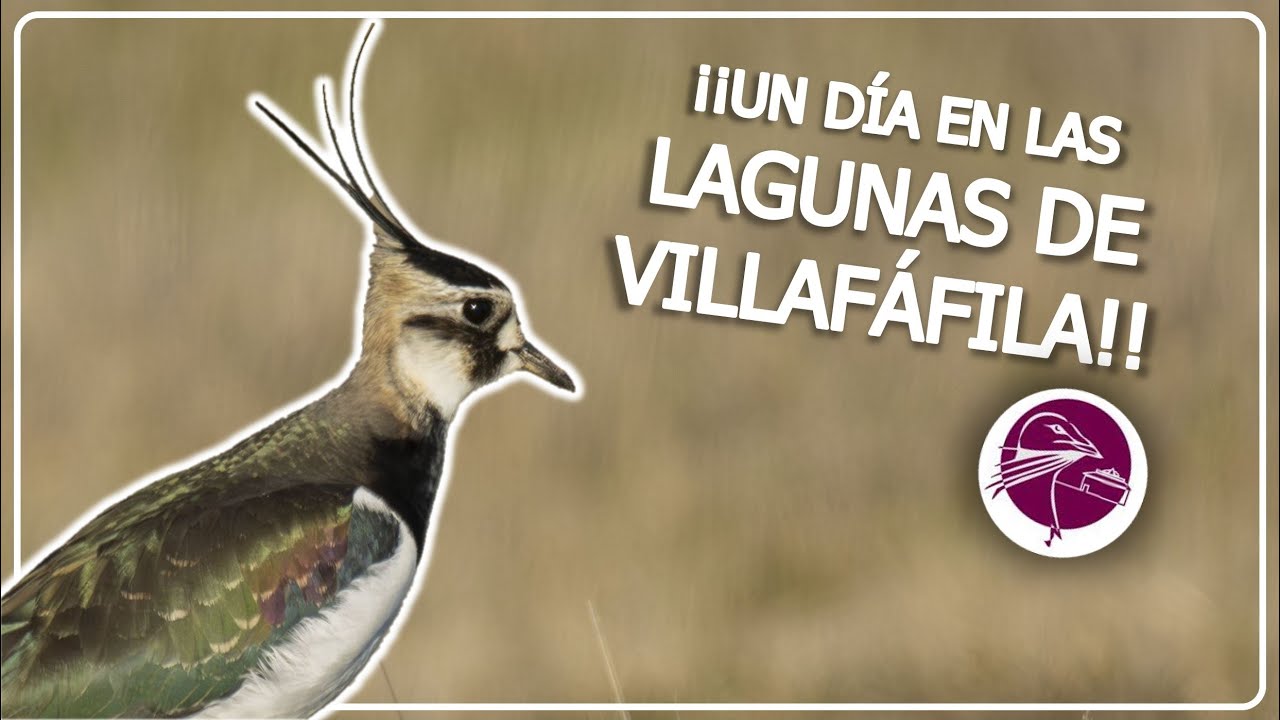 UN DÍA EN LAS LAGUNAS DE VILLAFÁFILA