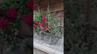 Прогулка по Альпийской деревне  Саурис Провинция Удине Италия