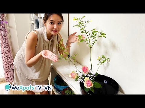 Video: Thông tin Ikebana: Trồng cây để cắm hoa Ikebana