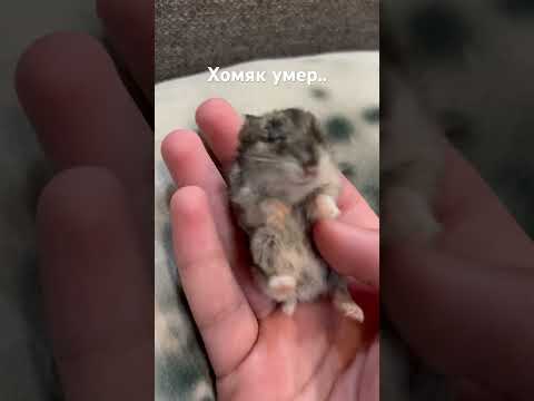 Хомяк умер…#хомяк