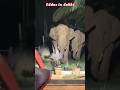 திருடி திங்கறது தனி சுகம் தான் #shortsfeed #elephant #dubbing #comedy #funnyanimals