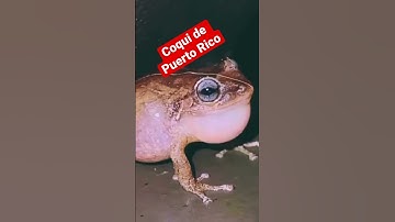 Thumbnail of You are hearing the sound of the coquí, a tiny tree frog native to Puerto Rico.